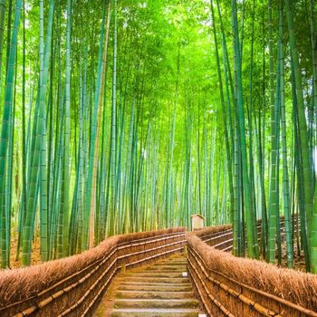 Unveiling Energy (Ki) in Trees: Groundbreaking Studies from Japan
