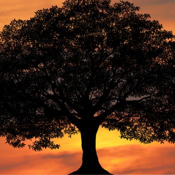 Tree Watering 101: How to Keep Trees Happy and Healthy