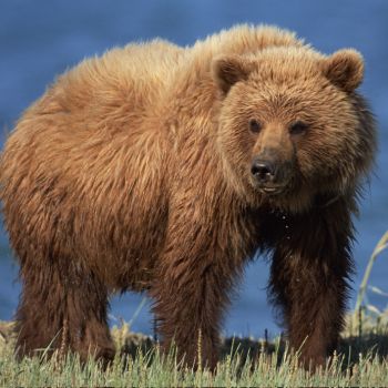 All About Bears