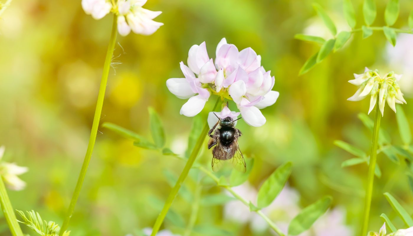 Bee and Clover