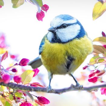 Birds: Ecosystem Superheroes