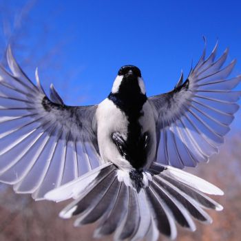 Trapped Bird in a Downspout? Here's What to Do