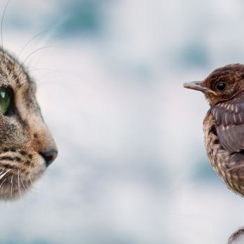 Protecting Garden Birds from Cats and Other Predators