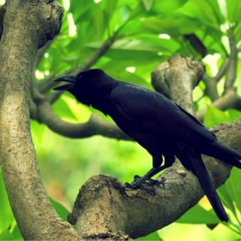 Masterminds of the Sky: The Remarkable Intelligence of Crows
