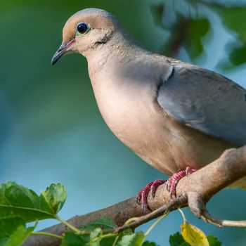 Feeding Habits of Mourning Doves: Diets and Dietary Preferences