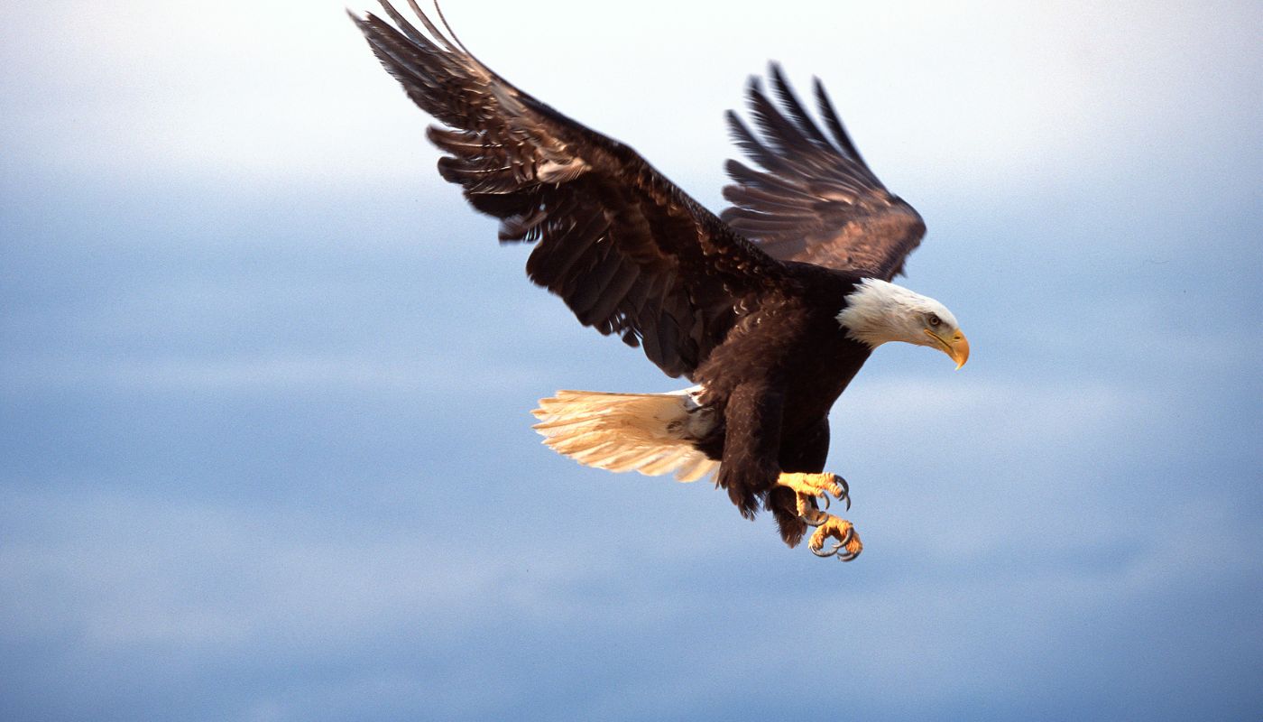 Eagle