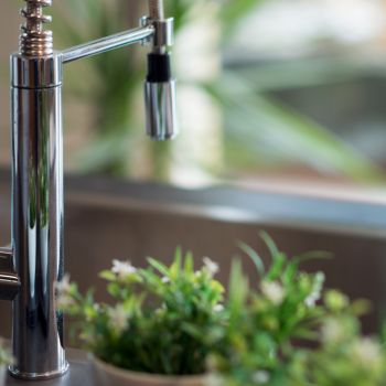 Keeping Ants Out of Your Kitchen: A Compassionate Guide