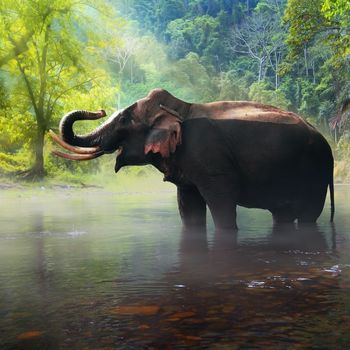 The Intelligence of Elephants: Insights from Research