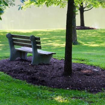 Fall Tree Mulching Guide