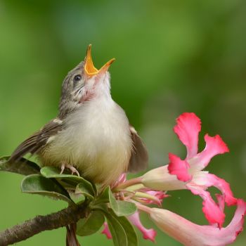 Feeding Baby Bird That Has Fallen From Its Nest