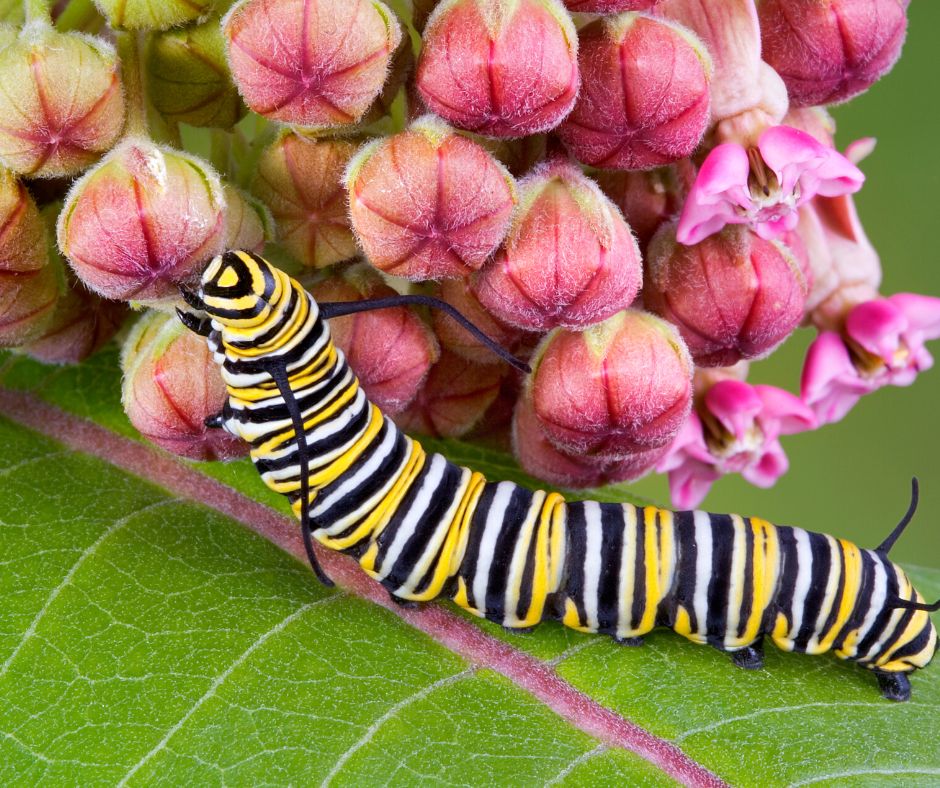 Monarch Caterpillar on Milkweed