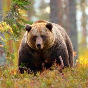Living in Harmony: A Guide to Helping Neighborhood Bears