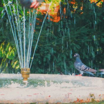 Prevent and Remove Algae in Bird Baths and Fountains with Hydrogen Peroxide