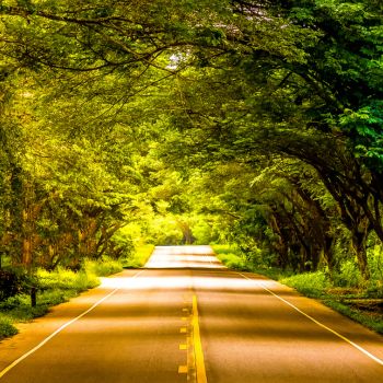 Effective Strategies to Prevent Wildlife Roadkill in Your Neighborhood