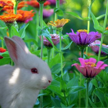 Pesticides And Their Impact On Wildlife