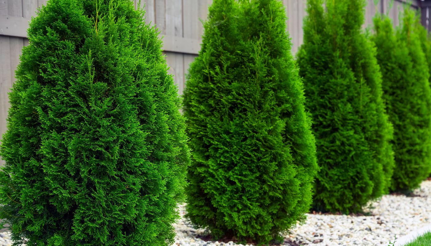 Thuja