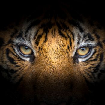 Exploring Tiger Intellect: The Hidden World of Feline Cognition