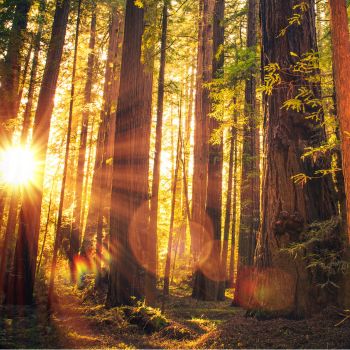 Intelligence of Trees: Communication, Memory & Adaptability