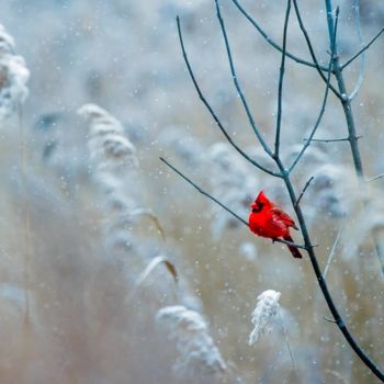 How to Create a Welcoming Winter Habitat for Birds