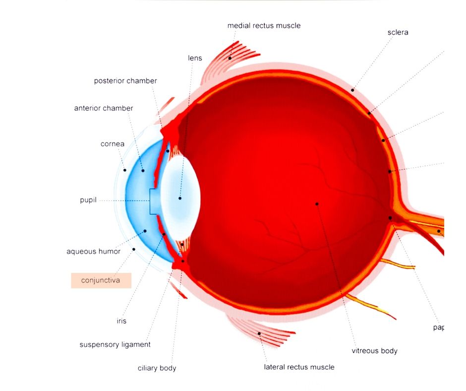 Eye Anatomy