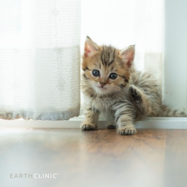 Conjunctivitis Remedies for Pets.