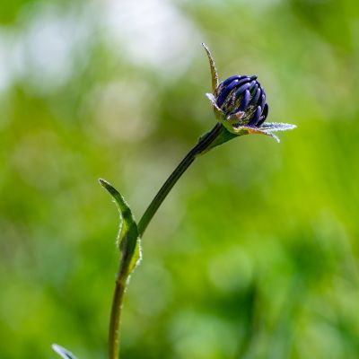 Devil's Claw Herb